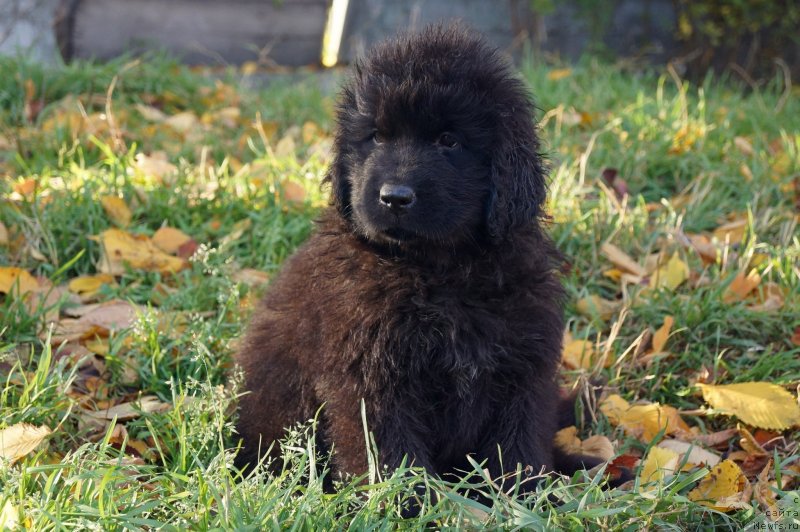 Фото: ньюфаундленд Енигматик Кингд Дансе Витх Юоу (Enigmatic Kingd Dance With You)