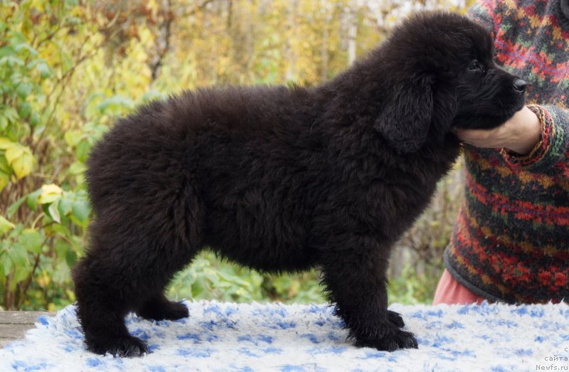 Фото: ньюфаундленд Енигматик Кингд Дансе Витх Юоу (Enigmatic Kingd Dance With You)