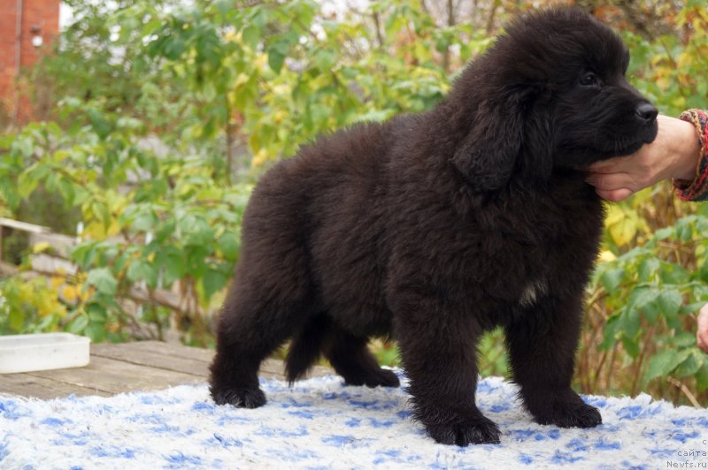 Фото: ньюфаундленд Енигматик Кингд Дансе Витх Юоу (Enigmatic Kingd Dance With You)