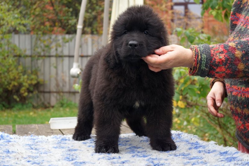 Фото: ньюфаундленд Енигматик Кингд Дансе Витх Юоу (Enigmatic Kingd Dance With You)