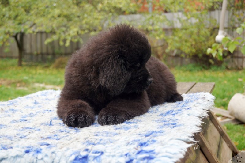 Фото: ньюфаундленд Енигматик Кингд Дансе Витх Юоу (Enigmatic Kingd Dance With You)