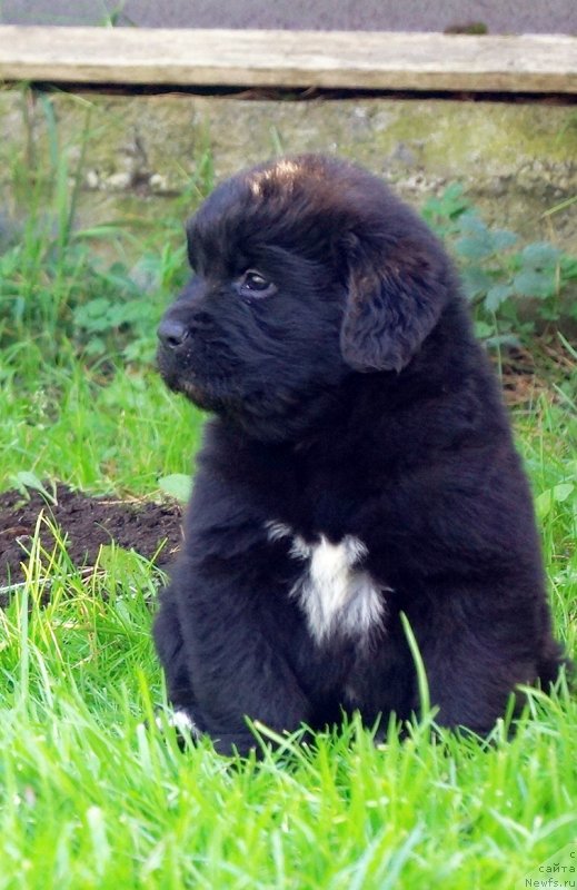 Фото: ньюфаундленд Енигматик Кингд Донт Лет Ме Го (Enigmatic Kingd Dont Let Me Go)