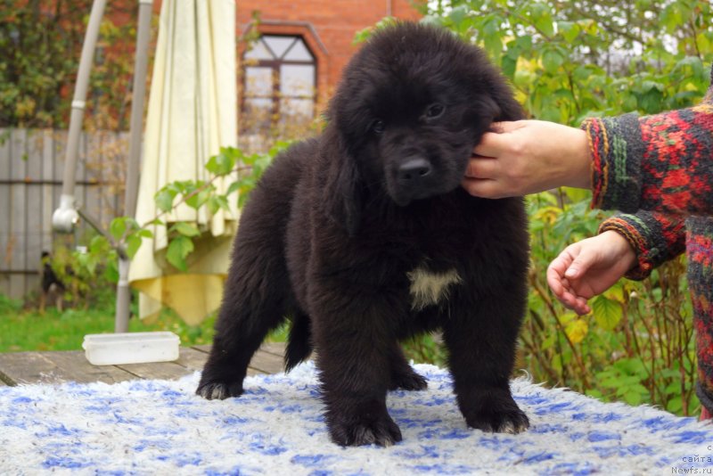 Фото: ньюфаундленд Енигматик Кингд Донт Лет Ме Го (Enigmatic Kingd Dont Let Me Go)