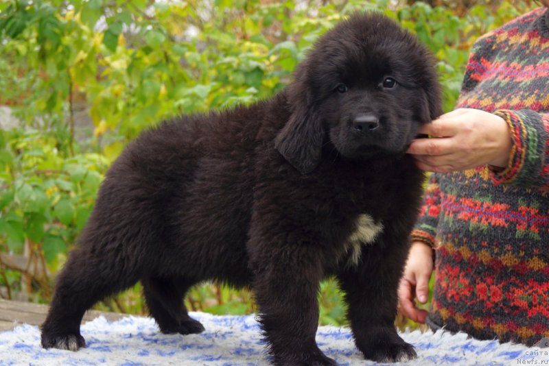 Фото: ньюфаундленд Енигматик Кингд Донт Лет Ме Го (Enigmatic Kingd Dont Let Me Go)