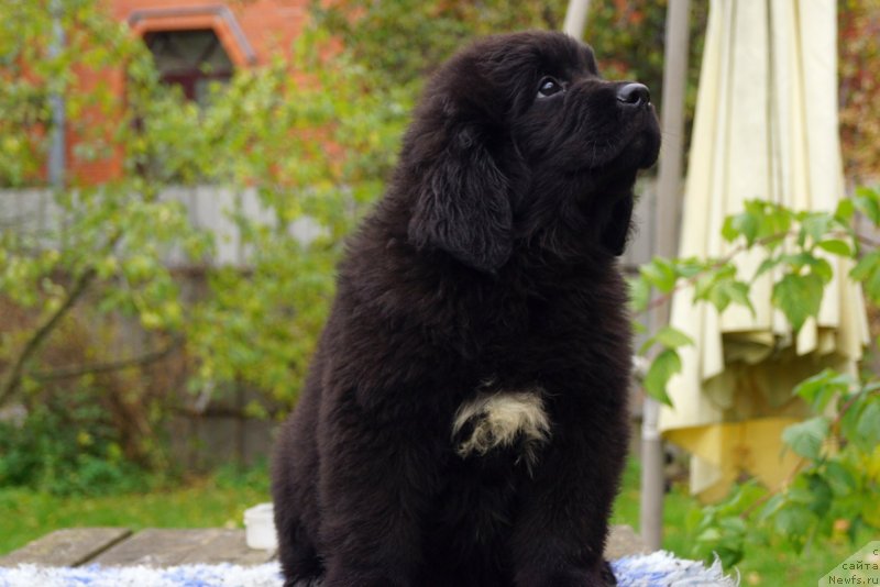 Фото: ньюфаундленд Енигматик Кингд Донт Лет Ме Го (Enigmatic Kingd Dont Let Me Go)