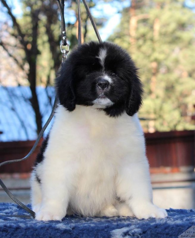 Фото: ньюфаундленд Супер Премиум Юелена Принцесс оф Россия (Super Premium Yelena Princess of Russia)