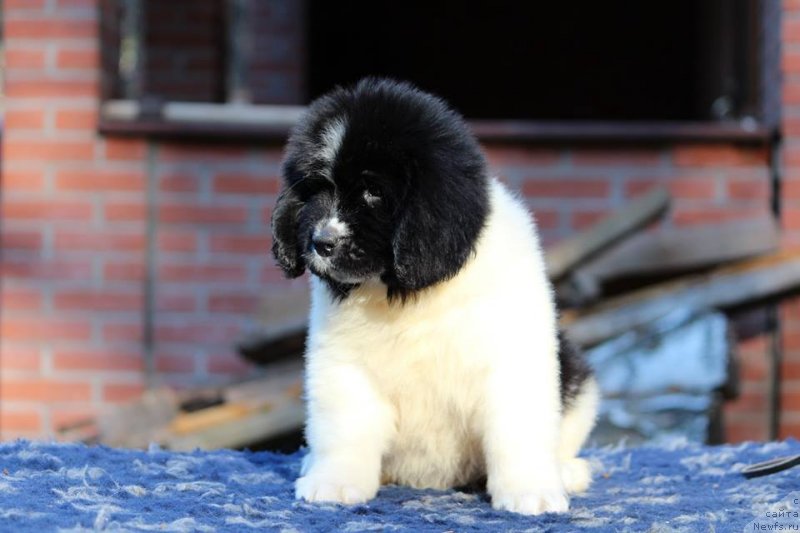 Фото: ньюфаундленд Супер Премиум Юелена Принцесс оф Россия (Super Premium Yelena Princess of Russia)