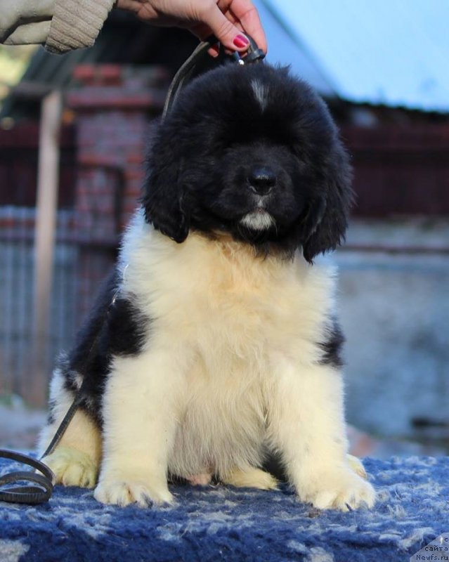 Фото: ньюфаундленд Супер Премиум Юлий Цезарь