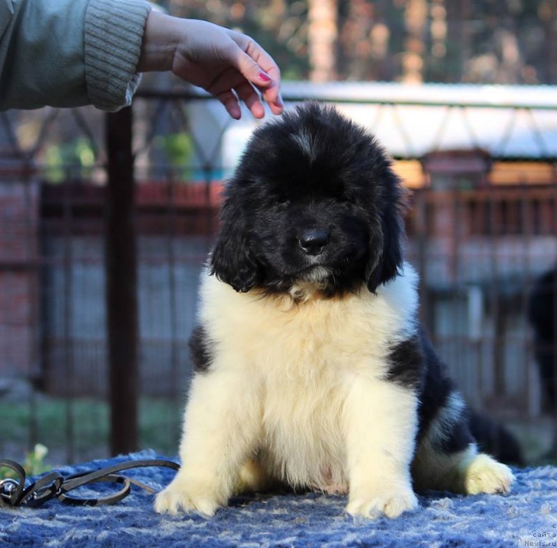 Фото: ньюфаундленд Супер Премиум Юлий Цезарь