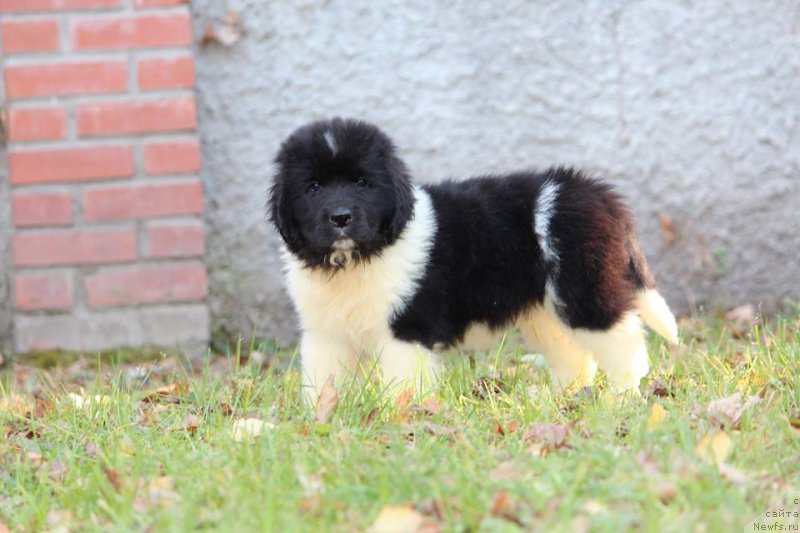 Фото: ньюфаундленд Супер Премиум Юлий Цезарь