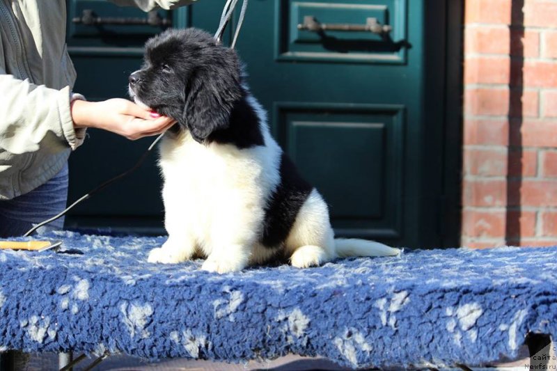 Фото: ньюфаундленд Супер Премиум Юасмине (Super Premium Yasmine)