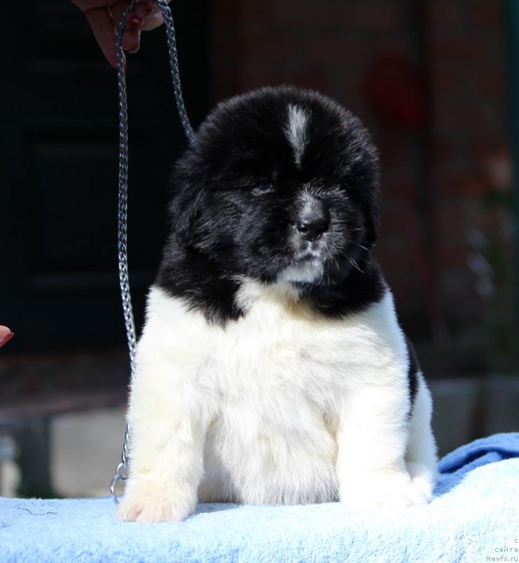 Фото: ньюфаундленд Супер Премиум Юасмине (Super Premium Yasmine)