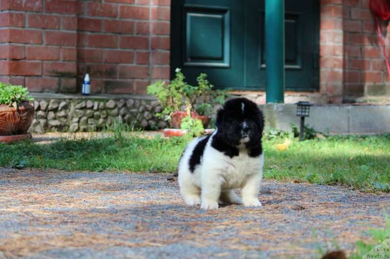 Фото: ньюфаундленд Супер Премиум Юасмине (Super Premium Yasmine)