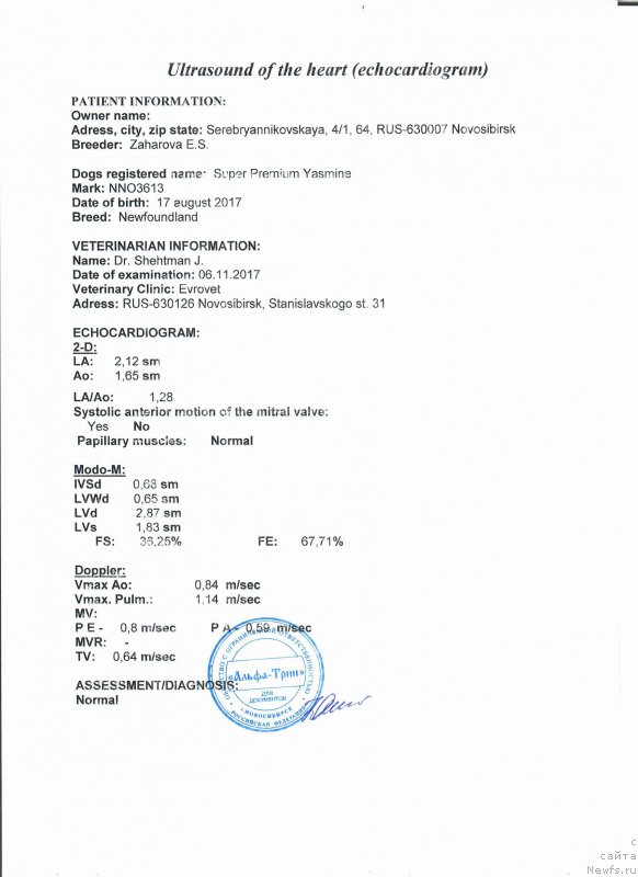 Фото: ньюфаундленд Супер Премиум Юасмине (Super Premium Yasmine)