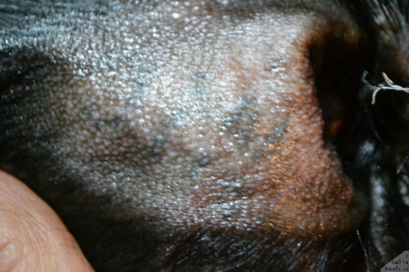 Фото: Елена Вотчал