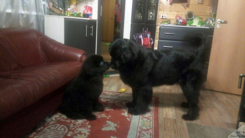 Фото: ньюфаундленд Енигматик Кингд Гуардиан Ангел (Enigmatic Kingd Guardian Angel), ньюфаундленд Енигматик Кингд Ангел оф Cоул (Enigmatic kingd Angel of Soul)