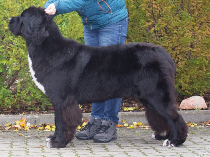 Фото: ньюфаундленд Питерньюф Комплимент фор Корпоревайлл (Piternyuf Compliment for Corporevaill)