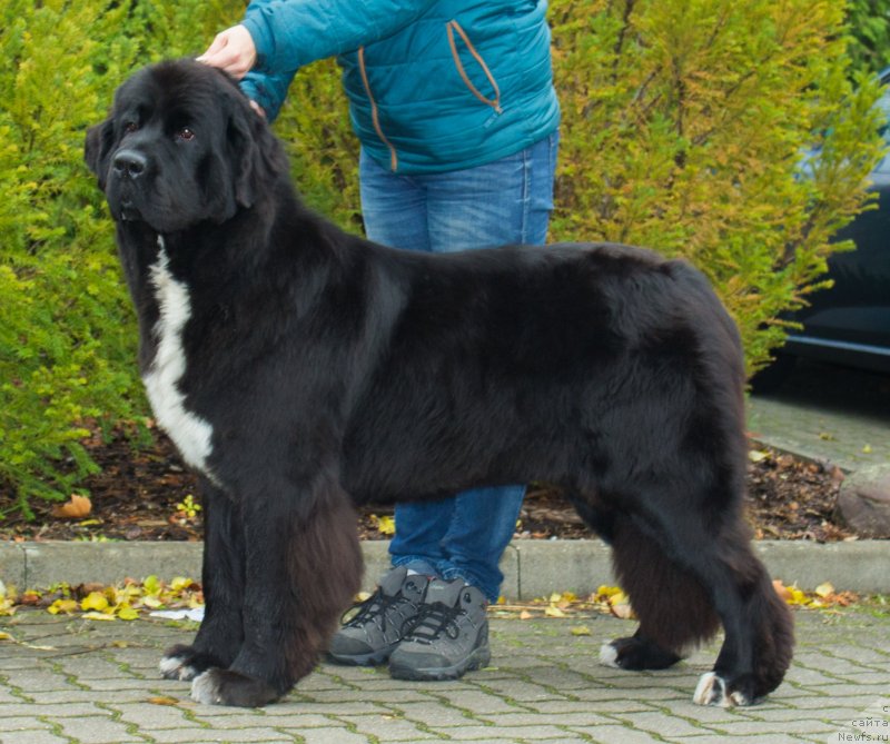 Фотография № 231654