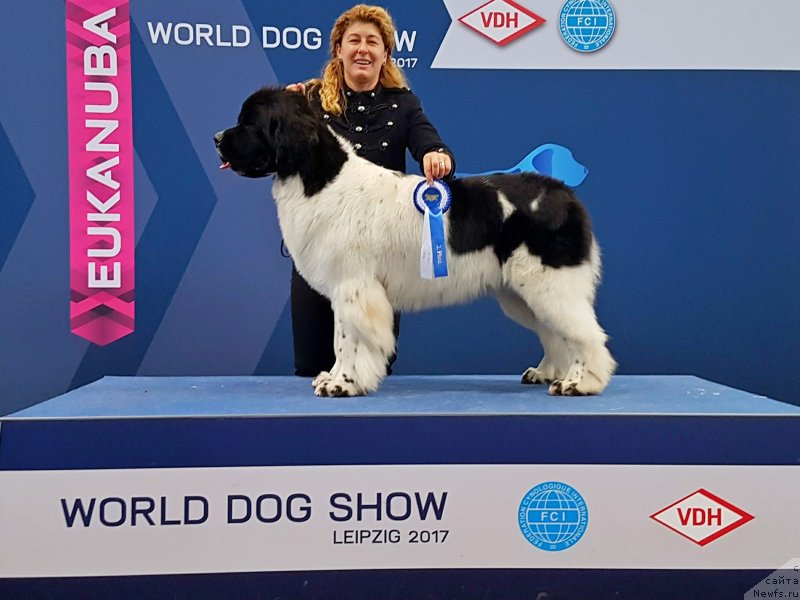 Фото: ньюфаундленд Питерньюф Дайр Стрэйтс