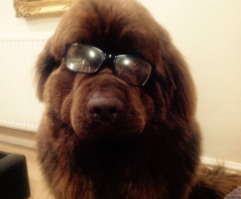 Фото: ньюфаундленд Нобл Кинг Май Лорд Симба