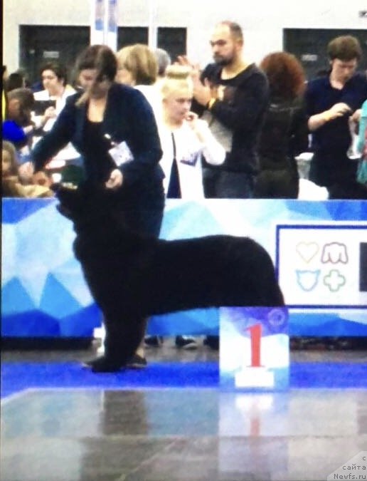 Фото: ньюфаундленд Браунблад MCК Лави Нэман (Brownblood MSK Lavy Neman)