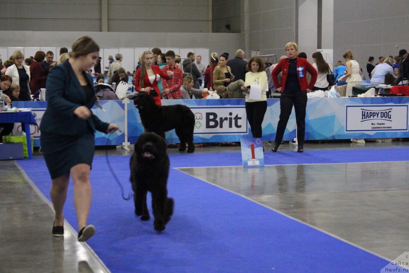 Фото: ньюфаундленд Браунблад MCК Лави Нэман (Brownblood MSK Lavy Neman), Марина Егина