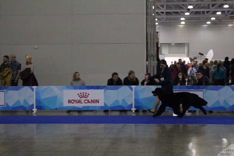 Фото: ньюфаундленд Браунблад MCК Лави Нэман (Brownblood MSK Lavy Neman), Марина Егина