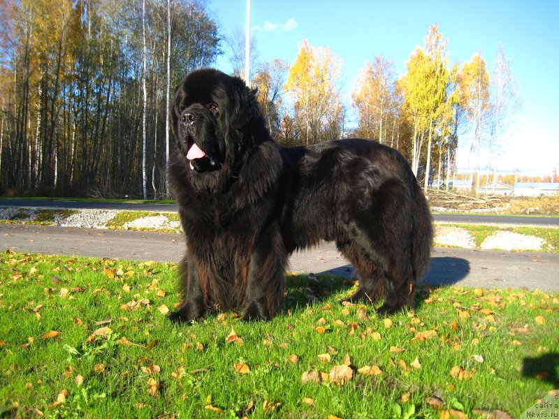 Фото: ньюфаундленд Klementiy Vialiki Miadzvedz