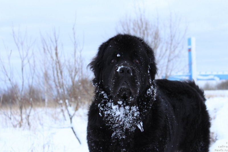 Фото: ньюфаундленд Фиаметтахауз Северная Корона