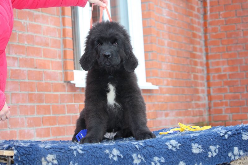 Фотография № 231668