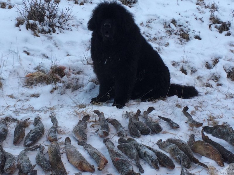 Фото: ньюфаундленд Чейз Каден Клеве Лед