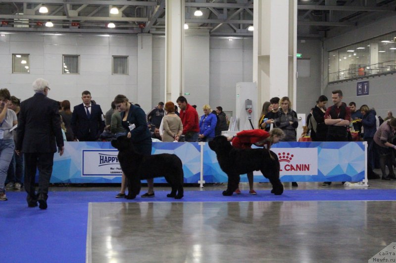 Фото: ньюфаундленд Браунблад MCК Лави Нэман (Brownblood MSK Lavy Neman), Марина Егина, ньюфаундленд Аквиан Сонг Торнадо