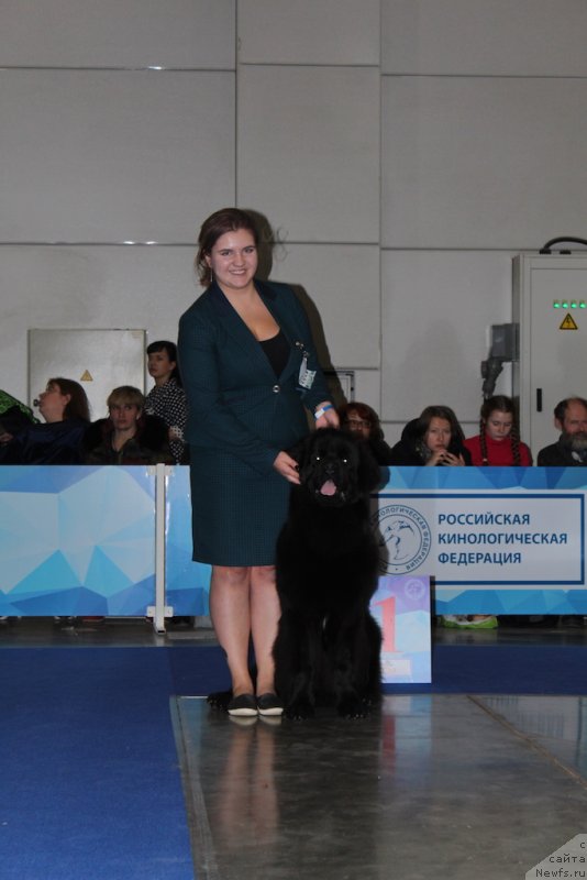 Фото: ньюфаундленд Браунблад MCК Лави Нэман (Brownblood MSK Lavy Neman), Марина Егина