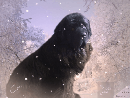 Фото: ньюфаундленд Супер Премиум Мерлин Монро