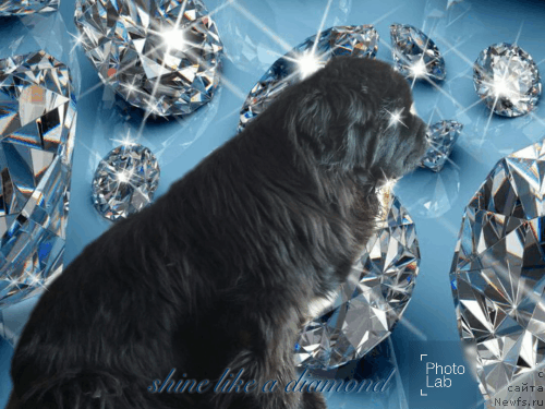 Фото: ньюфаундленд Супер Премиум Мерлин Монро