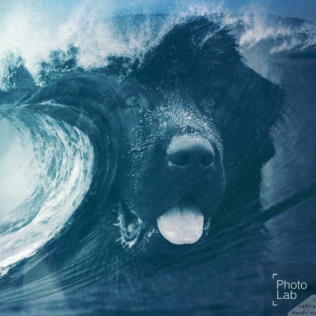 Фото: ньюфаундленд Несси Блэк с  Лесной Заимки