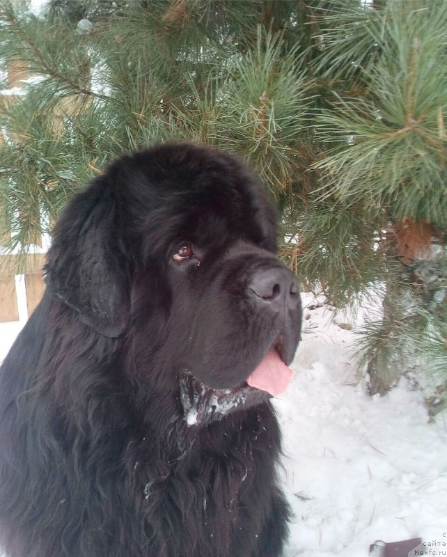 Фото: ньюфаундленд Радомир из Племени Кедра