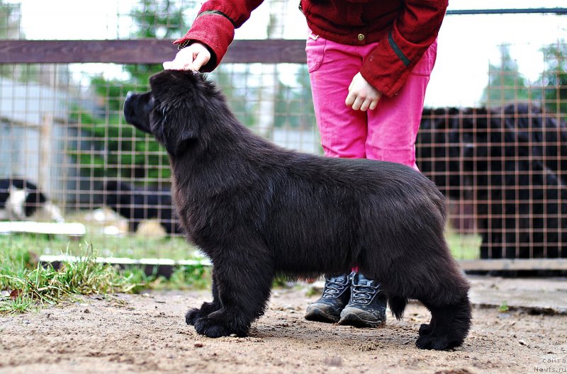 Фото: ньюфаундленд Флюфи Аваланч Мэгги