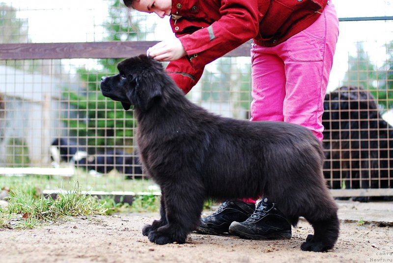Фото: ньюфаундленд Флюфи Аваланч Мэгги