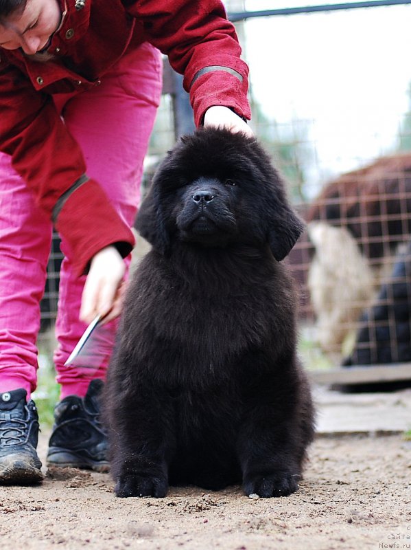 Фото: ньюфаундленд Флюфи Аваланч Мэгги