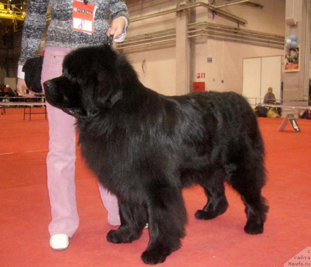 Фото: ньюфаундленд Рудольф Грант Персон Английский Лорд