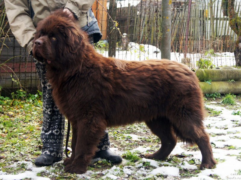 Фото: ньюфаундленд Браунблад  МСК Лион Лаби-Рони (Brownblood MSK Lyon Labi-Roni)