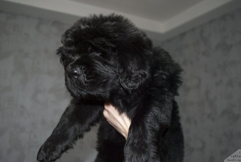 Фото: ньюфаундленд Черный Балу Морисабель
