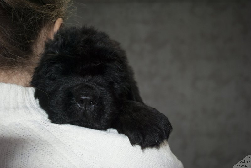 Фото: ньюфаундленд Черный Балу Морисабель