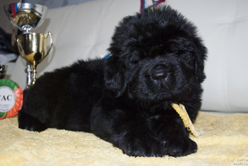 Фото: ньюфаундленд Черный Балу Морисабель