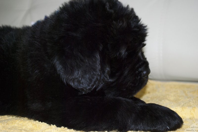 Фото: ньюфаундленд Черный Балу Морисабель