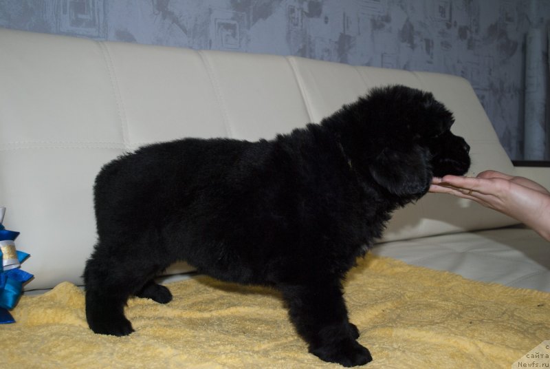 Фото: ньюфаундленд Черный Балу Морисабель