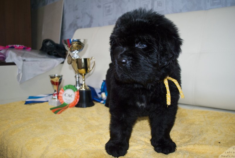 Фото: ньюфаундленд Черный Балу Морисабель