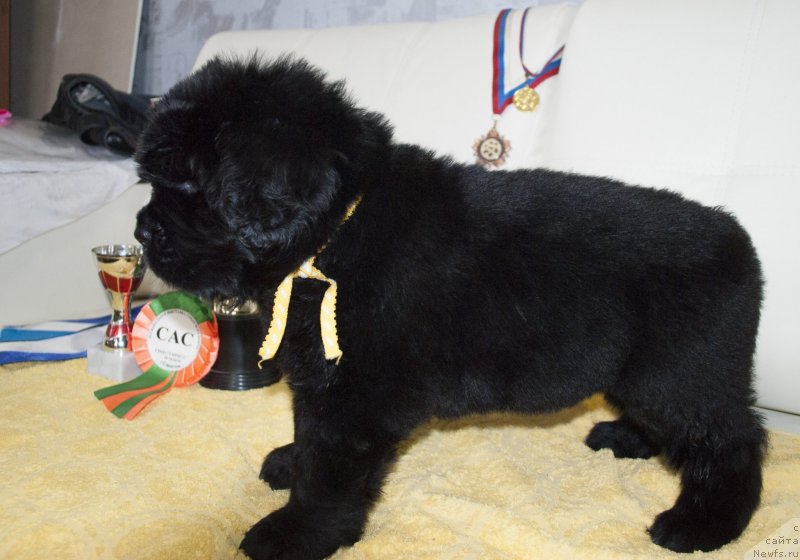 Фото: ньюфаундленд Черный Балу Морисабель