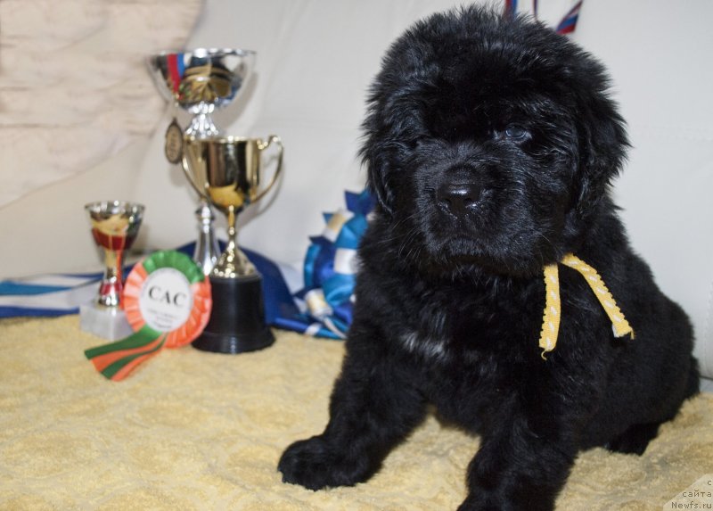 Фото: ньюфаундленд Черный Балу Морисабель
